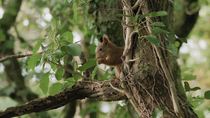 Red squirrel (Sciurus vulgaris) sitting in tree and feeding on nut, Anglesey, Wales. October.