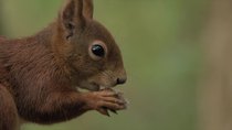 Red squirrel (Sciurus vulgaris) eating hazelnut,  Anglesey, Wales. October.