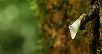 Stingless bee (Trigona sp.) returns to nest entrance as others rest, Danum Valley, Sabah, Borneo, Malaysia.
