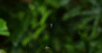 Long horned orb-weaver spider (Macracantha arcuata) female spinning web, Danum Valley, Sabah, Borneo, Malaysia.