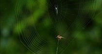 Long horned orb-weaver spider (Macracantha arcuata) female spinning web, Danum Valley, Sabah, Borneo, Malaysia.