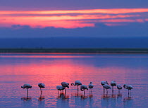 Lesserr flamingo (Phoeniconaias minor) flock resting at sunset.  Amboseli National Park, Kenya. July.