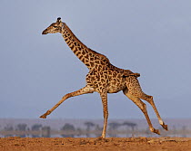 Masai giraffe (Giraffa camelopardalis tippelskirchi) running across plain.  Amboseli National Park, Kenya. July. Digitally enhanced.