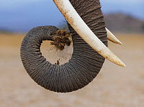 African elephant (Loxodonta africana) trunk shaking roots clean before eating. Amboseli National Park, Kenya. July.