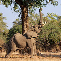 African elephant (Loxodonta africana) reaching up with trunk to leafy branches to feed.  Mana Pools National Park, Zimbabwe. September.