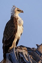 Martial eagle (Polemaetus bellicosus) perched in dead tree, with full crop.  Etosha National Park, Namibia. August.