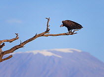 Lappet-faced vulture (Torgos tracheliotus) perched on dead tree, with Mount Kilimanjaro in background.  Amboseli National Park, Kenya. July.