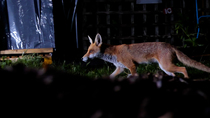 Tracking shot of Red fox (Vulpes vulpes) walking through allotment and leaving frame, at night, North London, UK. June.