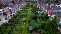 Drone tracking shot over allotment, North London, UK. October. Allotment is frequented by Red foxes (Vulpes vulpes).