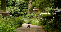 Red fox (Vulpes vulpes) cub enters frame, walks down path in Highgate Cemetary and leaves frame, North London, UK. June.