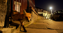 Red fox (Vulpes vulpes) enters frame, leaves garden under gate onto pavement and leaves frame, at night, North London, UK. March.