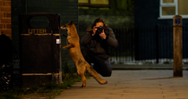 Red fox (Vulpes vulpes) sniffs inside rubbish bin as photographer Matthew Maran photographs it, at night, North London, UK. March. Model Released.