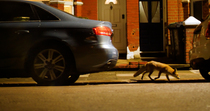 Tracking shot of Red fox (Vulpes vulpes) trotting along a pavement behind parked cars, at night, North London, UK. October.