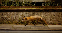 Tracking shot of red fox (Vulpes vulpes) as it enters frame, trots along street and behind a car, at night, North London, UK. October.