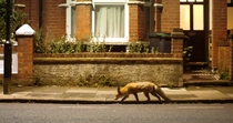 Tracking shot of Red fox (Vulpes vulpes) trotting along street between parked cars whilst looking around, at night, North London, UK. October.