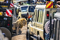 Lion (Panthera leo) male, standing in shade completely surrounded by tourist vehicles, with tourists taking photographs with mobile phones, Masai Mara, Kenya. october, 2021.