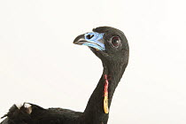 Wattled guan (Aburria aburri) head portrait, National Aviary of Colombia. Captive, occurs in South America.