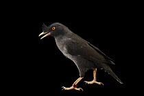 Crested myna (Acridotheres cristatellus) portrait, Plzen Zoo, Czech Republic. Captive, occurs in China and Southeast Asia.