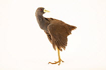 Dusky bush-hen (Amaurornis olivacea) standing looking back, portrait, Semirara Island, Philippines. Captive.