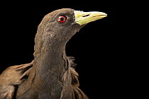 Dusky bush-hen (Amaurornis olivacea) portrait, Semirara Island, Philippines. Captive.