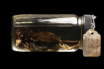 Dusky seaside sparrow (Ammospiza maritimus nigrescens), the last of the species, in a vial of alcohol. This species went extinct in 1987, after their last habitats in northeast Florida were ruined by...