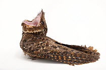 Chuck-will's-widow (Antrostomus carolinensis) with head raised and mouth open wide vocalising, defensive behaviour, portrait, Wichita Mountains National Wildlife Refuge, Oklahoma, USA. Captive.