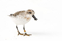 Spoon-billed sandpiper (Calidris pygmaea) with prey in beak, portrait, Wildfowl and Wetlands Trust Slimbridge, UK. This individual is one of the remaining birds from a captive rearing project undertak...