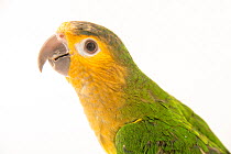 Brown-throated parakeet (Eupsittula pertinax) portrait, Pet Paradise, USA. Captive, occurs in Central and South America.