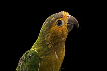 Brown-throated parakeet (Eupsittula pertinax) portrait, Pet Paradise, USA. Captive, occurs in Central and South America.