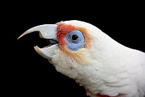 Long-billed corella (Cacatua tenuirostris) squawking, head portrait, Healesville Sanctuary. Captive, occurs in Australia.