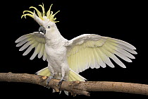 Sulphur-crested cockatoo (Cacatua galerita) with wings spread displaying crest feathers, portrait, Minnesota Zoo, USA. Captive, occurs in Australia and Indonesia.