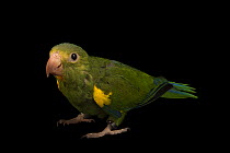 Cobalt winged parakeet (Brotogeris cyanoptera gustavi) portrait, Loro Parque Fundacion, Tenerife. Captive, occurs in Peru.