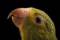 Cobalt winged parakeet (Brotogeris cyanoptera gustavi) head portrait, Loro Parque Fundacion, Tenerife. Captive, occurs in Peru.