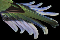 Port Lincoln ringneck (Barnardius zonarius) tail feathers detail, Loro Parque Fundacion, Tenerife. Captive, occurs in Australia.