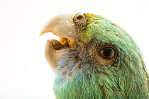 Cloncurry parrot (Barnardius zonarius macgillivrayi) head portrait, Loro Parque Fundacion, Tenerife. Captive, occurs in Australia.