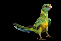 Cloncurry parrot (Barnardius zonarius macgillivrayi) portrait, Loro Parque Fundacion, Tenerife. Captive, occurs in Australia.