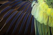 Cloncurry parrot (Barnardius zonarius macgillivrayi) wing feathers detail, Loro Parque Fundacion, Tenerife. Captive, occurs in Australia.