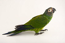 Dusky-headed parakeet (Aratinga weddellii) portrait, National Aviary of Colombia. Captive, occurs in South America.