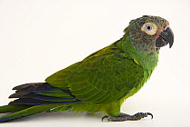 Dusky-headed parakeet (Aratinga weddellii) portrait, National Aviary of Colombia. Captive, occurs in South America.