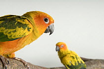 Two Sun conures (Aratinga solstitialis) perched on a branch, Bramble Park Zoo, USA. Captive, occurs in South America.