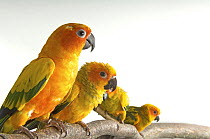Four Sun conures (Aratinga solstitialis) perched on a branch, Bramble Park Zoo, USA. Captive, occurs in South America.