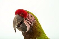 Bolivian military macaw (Ara militaris boliviana) head portrait, Loro Parque Fundacion, Tenerife. Captive, occurs in South America.