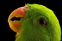 Olive-shouldered parrot (Aprosmictus jonquillaceus) head portrait, Loro Parque Fundacion, Tenerife. Captive, occurs in Indonesia and Timor.