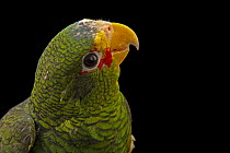 Yellow-lored Amazon parrot (Amazona xantholora) looking up, head portrait, Pet Paradise, USA. Captive, occurs in South America.