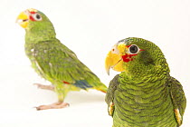 Yellow-lored Amazon parrot (Amazona xantholora) in foreground and White-fronted Amazon (Amazona albifrons) parrot, portrait, Pet Paradise, USA. Captive, occurs in South and Central America.