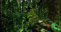 Bornean keeled green pit viper (Tropidolaemus subannulatus) climbing along branch in rainforest, Lower Kinabatangan Segama Wetlands, Sabah, Borneo, Malaysia.