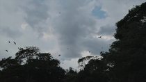 Spectacled flying fox (Pteropus conspicullatus) colony flying out of trees as sheet lightning flashes in the clouds above, Queensland, Australia. Endangered.