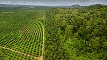 Aerial tracking shot showing palm oil plantation and rainforest at the boundary of Tabin Wildlife Reserve, Sabah, Borneo, Malaysia.