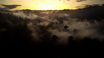 Aerial tracking shot of a rainforest canopy with mist at dawn, Sabah, Borneo, Malaysia.