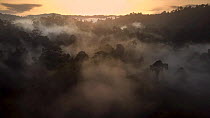 Aerial tracking shot of rainforest canopy at dawn with mist and a rhinoceros hornbill (Buceros rhinoceros) in flight, Sabah, Borneo, Malaysia.